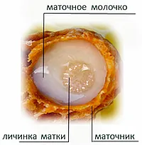 Crema cu lăptișor de matcă - medoveya