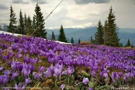 Brândușeii - plantare și îngrijire