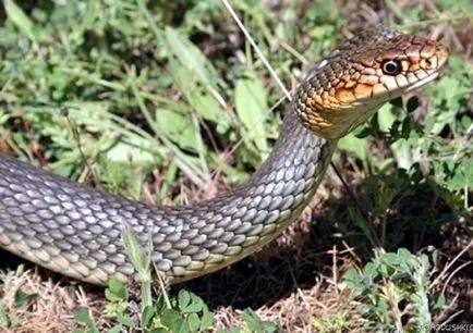 Крим нападнати от змии или страх очите са големи Крим инфо