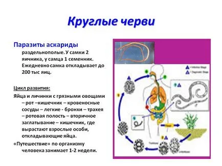 кръгли червеи