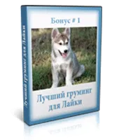 Курсът на обучение на Западния сибирското хъски у дома