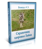 Курсът на обучение на Западния сибирското хъски у дома