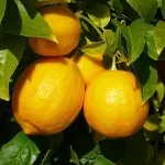 Lemon, simplu