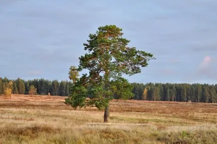 Forest - mândria Altai Kraina, Societatea geografică Rusă