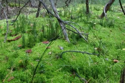 Forest - mândria Altai Kraina, Societatea geografică Rusă