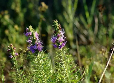 fotografii liatris și specii, de plantare și de îngrijire în câmp deschis