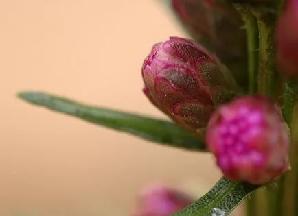 Liatris fotók és fajok ültetési és gondozási szabadföldön