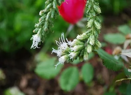 fotografii liatris și specii, de plantare și de îngrijire în câmp deschis