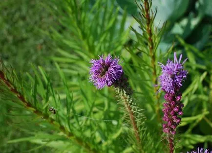 Liatris fotók és fajok ültetési és gondozási szabadföldön