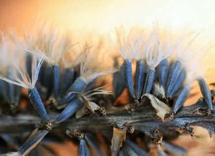 fotografii liatris și specii, de plantare și de îngrijire în câmp deschis