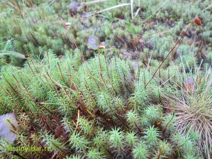 mușchi de pădure