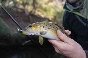 pescuit păstrăv în primăvară că neobișnuit