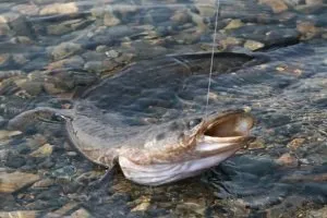 Fishing on menyhal zakidushku