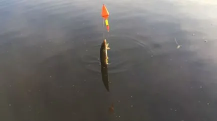 Pike halászat nyáron a videó élő csali