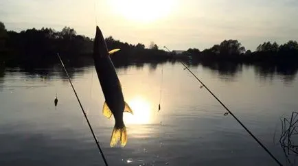 Pike halászat nyáron a videó élő csali