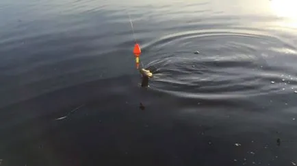 pescuit Pike, în vara pe momeala video live