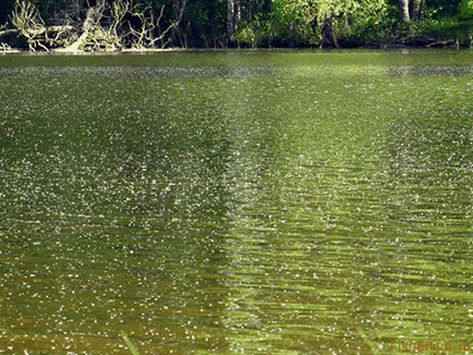 pescuit Pike în iulie, sfaturi pescari