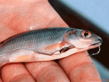 pescuit Pike în iulie, sfaturi pescari