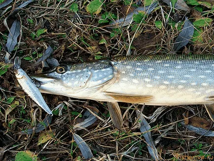 pescuit Pike în iulie, sfaturi pescari