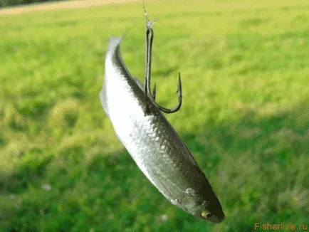 pescuit Pike în iulie, sfaturi pescari