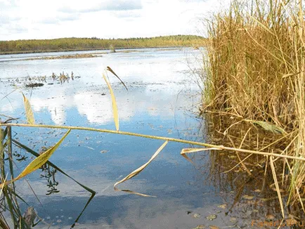 pescuit Pike în iulie, sfaturi pescari