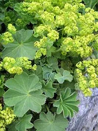 Alchemilla mollis - termesztési és ápolási