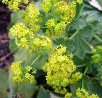 Alchemilla mollis - termesztési és ápolási