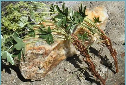 Alchemilla mollis ültetés és gondozás