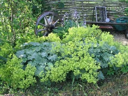 Alchemilla Mollis засаждане и грижи