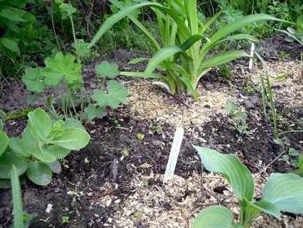 Alchemilla mollis ültetés és gondozás