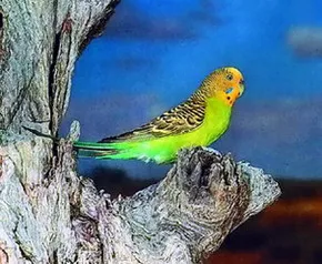 Budgies jellegű