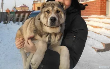 В Красноярск, бездомно куче спаси човек от атака - Член домашни любимци, подбор, грижи