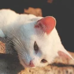 Менингоенцефалит в котки симптоми, лечение - Всичко за котки и котки с любов