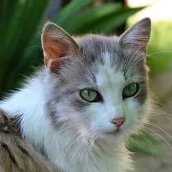 Менингоенцефалит в котки симптоми, лечение - Всичко за котки и котки с любов