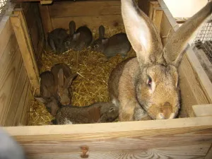 Маститът при зайци причинява, симптоми и лечение на мастит
