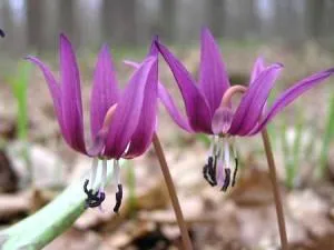 Мед erythronium - описание и приложение - моят живот