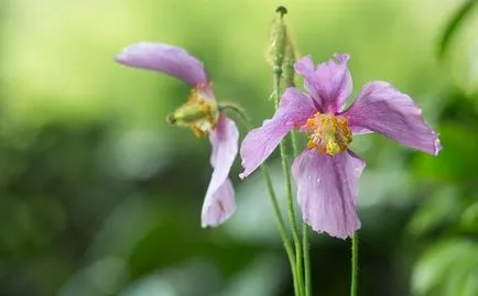 Meconopsis termesztés vetőmagok és különösen az ellátás, ls