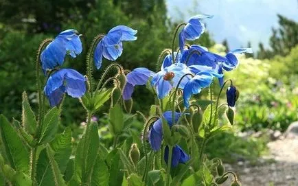 Meconopsis termesztés vetőmagok és különösen az ellátás, ls