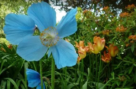 Meconopsis fotografie, cultivare și întreținere