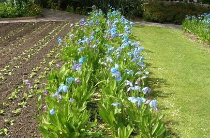 Meconopsis fotografie, cultivare și întreținere