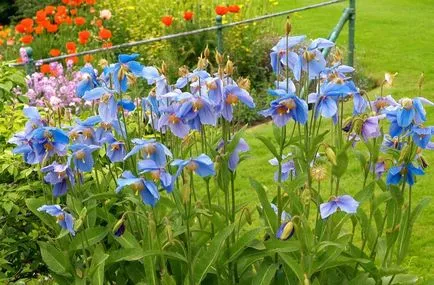 Meconopsis fotografie, cultivare și întreținere