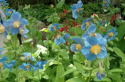 Meconopsis fotografie, cultivare și întreținere