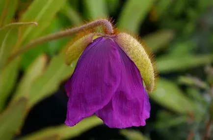 Meconopsis fotografie, cultivare și întreținere