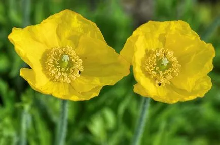 Meconopsis fotografie, cultivare și întreținere