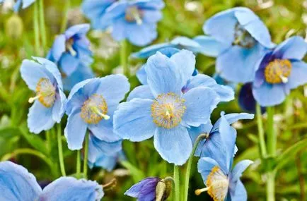 Meconopsis снимка, отглеждане и поддръжка