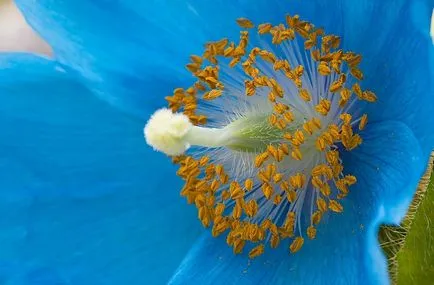 Meconopsis fotografie, cultivare și întreținere