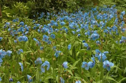 Meconopsis fotografie, cultivare și întreținere