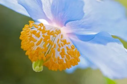 Meconopsis fotografie, cultivare și întreținere