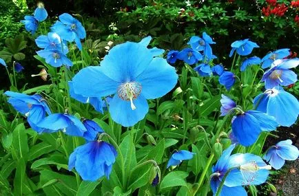 Meconopsis fotografie, cultivare și întreținere