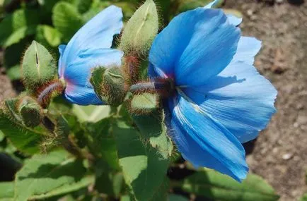 Meconopsis fotografie, cultivare și întreținere